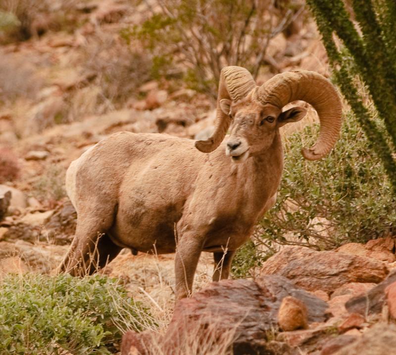 Desert Bighorn Sheep-6034 - UNTITLED ©2010 Dan Stevenson